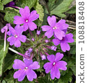 Pretty Purple Flower 108818408
