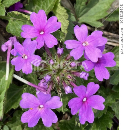 Pretty Purple Flower 108818408