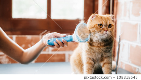 A woman and her Scottish Fold cat share a grooming routine as she affectionately combs the cat's long fur, ensuring cleanliness and pet care. Piles of cat hair showcase their bond. 108818543