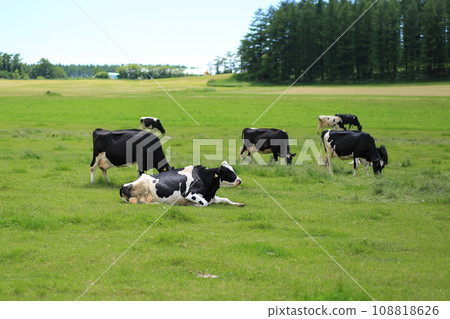 Cows relaxing while grazing (Tsubetsu Town, Hokkaido) 108818626