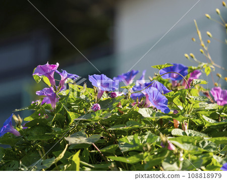 Morning glory blooming on the mountain slope Morning glory blooming on the mountain slope 108818979