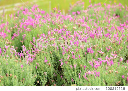 法國薰衣草花 法國薰衣草花 108819316