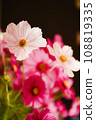 White cosmos mixed with pink cosmos 108819335