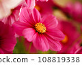 Blooming pink cosmos flowers 108819338