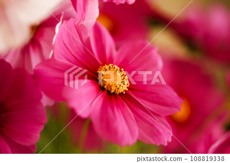 盛開的粉紅色波斯菊 108819338