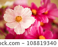 spotted white cosmos 108819340