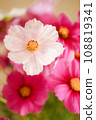 White cosmos blooming in pink cosmos 108819341