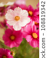White cosmos and pink cosmos 108819342