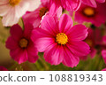 A photo taken from above of pink cosmos 108819343