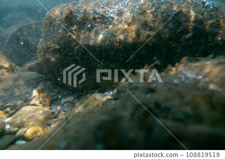 苔蘚 河 小溪 108819519