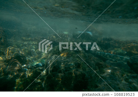 水生的 水下 在水中 108819523
