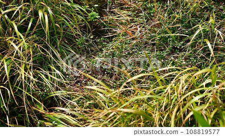 八甲田山地：從濕地展望台可以看到秋葉的玉母澤濕地小路 108819577