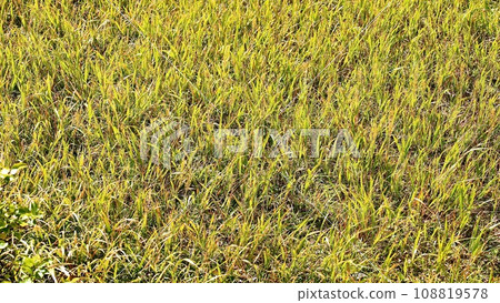 八甲田山地：從濕地展望台可以看到秋葉的玉母澤濕地小路 108819578