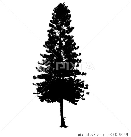 Norfolk pine silhouette 108819659