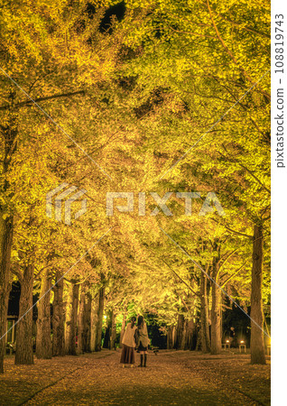 Ibaraki Prefecture, Mito City, Ibaraki Prefectural History Museum's ginkgo tree-lined light-up Ibaraki Prefecture, Mito City, Ibaraki Prefectural History Museum's ginkgo tree-lined light-up 108819743
