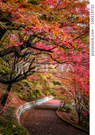 茨城縣醍醐町永源寺的秋葉 108819792