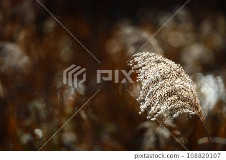 深秋,潘帕斯草在風中搖曳,大複製空間 深秋,潘帕斯草在風中搖曳,大複製空間 108820107