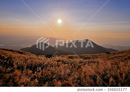 Chinese silvergrass in sunset. Chinese silvergrass in sunset. 108820177