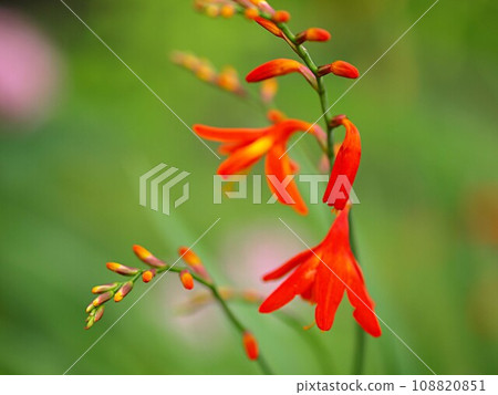 水仙花花的特寫 水仙花花的特寫 108820851