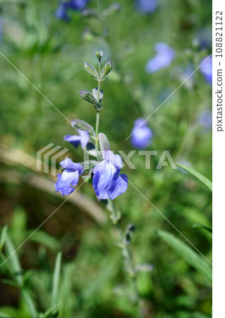 5402 Blue Sage 5402 Blue Sage 108821122