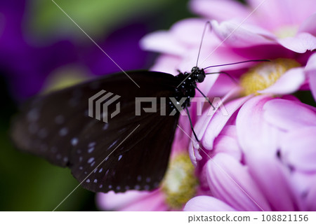 A butterfly is sucking nectar from a pink flower. The butterfly's name is Tsumurasakimadara. A butterfly is sucking nectar from a pink flower. The butterfly's name is Tsumurasakimadara. 108821156