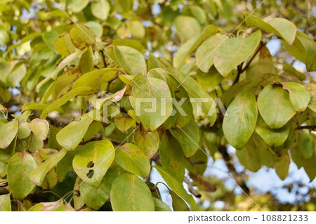 Late Autumn Flycatcher Late Autumn Flycatcher 108821233
