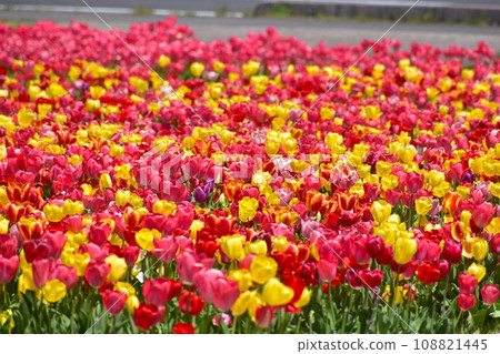 島根鬱金香春天白田鬱金香 島根鬱金香春天白田鬱金香 108821445