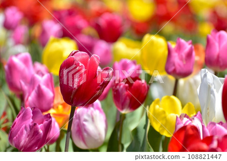 島根鬱金香春天白田鬱金香 108821447