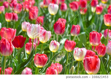 島根鬱金香春天白田鬱金香 島根鬱金香春天白田鬱金香 108821453