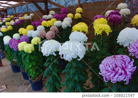Large chrysanthemum exhibition inside Matsue Castle 108821597