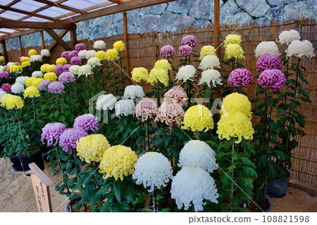 Large chrysanthemum exhibition inside Matsue Castle 108821598