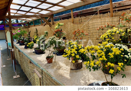 Large chrysanthemum exhibition inside Matsue Castle Large chrysanthemum exhibition inside Matsue Castle 108821613