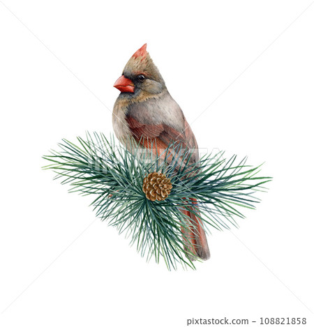 Red cardinal female bird on a pine branch. Watercolor painted illustration. Hand drawn cardinal bird on a conifer twig element. Wild forest avian on a pine. White background 108821858