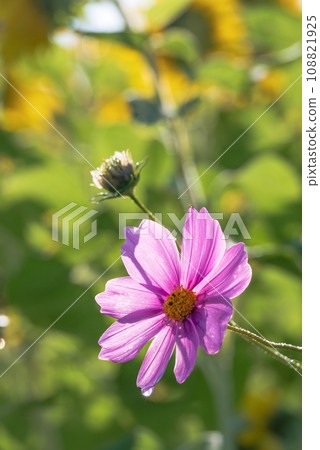 Pink cosmos flowers surrounded by sunflowers that have bloomed in autumn Pink cosmos flowers surrounded by sunflowers that have bloomed in autumn 108821925