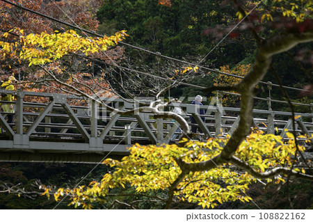 Tokyo Adventure Line Mitake Valley Promenade Autumn leaves and Sawanoi Suspension Bridge Ome City, Tokyo Tokyo Adventure Line Mitake Valley Promenade Autumn leaves and Sawanoi Suspension Bridge Ome City, Tokyo 108822162