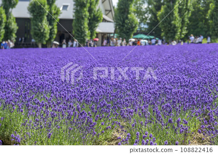 富良野薰衣草田是著名的旅遊勝地 富良野薰衣草田是著名的旅遊勝地 108822416