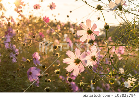 黎明時分的宇宙田,花瓣在早晨的陽光下變色 黎明時分的宇宙田,花瓣在早晨的陽光下變色 108822794