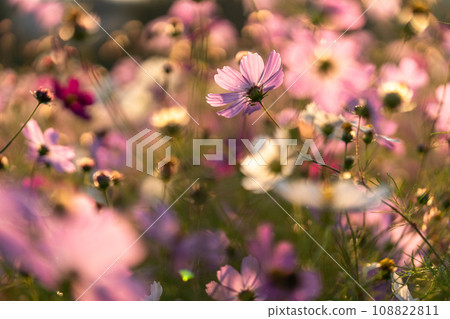 Cosmos field at dawn, petals changing color in the morning sun 108822811