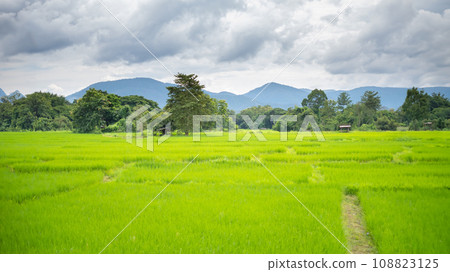 green lush rice fields mountain view in southeast asian countryside agriculture natural rural landscape 108823125