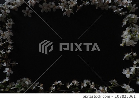 Frame made of white flowers on black background. Top view floral composition. Flat lay arrangement. Spring background concept background decorate by bird cherry bud blossom. Postcard with copy space. 108823361