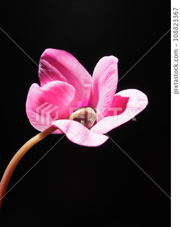 Cyclamen, or Alpine violet, is a genus of plants in the subfamily Myrsinoideae of the family Primulaceae. Pink cyclamen on a black background. Copy space. Postcard, invitation or congratulation. Cyclamen, or Alpine violet, is a genus of plants in the subfamily Myrsinoideae of the family Primulaceae. Pink cyclamen on a black background. Copy space. Postcard, invitation or congratulation. 108823367