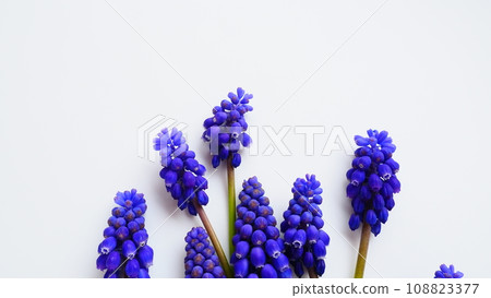 Blue spring flowers on a white background. Muscari armeniacum on a white background. Bright postcard, congratulations. Copy space still life flat lay. Armenian grape hyacinth. 108823377