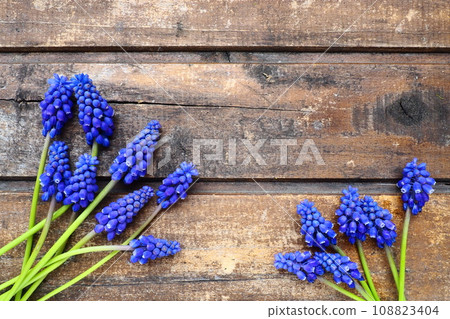 Blue spring flowers on a wooden background. Muscari armeniacum on a wooden background. Bright postcard, congratulations. Copy space still life flat lay. Dark shabby old wood. Armenian grape hyacinth. Blue spring flowers on a wooden background. Muscari armeniacum on a wooden background. Bright postcard, congratulations. Copy space still life flat lay. Dark shabby old wood. Armenian grape hyacinth. 108823404
