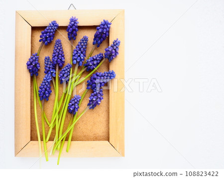Blue spring flowers on a white background. Muscari armeniacum. Bright postcard, congratulations. Copy space still life flat lay. Armenian grape hyacinth. Photo frame made of cardboard and wood 108823422