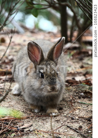 Okubojima Okubojima 108823423