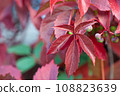 Autumn background, branch with bright, red leaves. Autumn forest 108823639