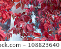 Autumn background, branch with bright, red leaves. Autumn forest 108823640