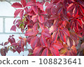 Autumn background, branch with bright, red leaves. Autumn forest 108823641