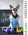 Dog fitness. Fitness and healthy lifestyle for pet.  Dog trainer portrait in studio surrounded by sports equipment 108823642