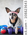 Dog fitness. Fitness and healthy lifestyle for pet.  Dog trainer portrait in studio surrounded by sports equipment 108823643